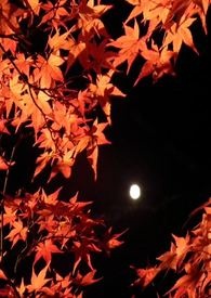 朝秦暮楚什么生肖